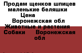 Продам щенков шпицев маленькие беляшки › Цена ­ 20 000 - Воронежская обл. Животные и растения » Собаки   . Воронежская обл.